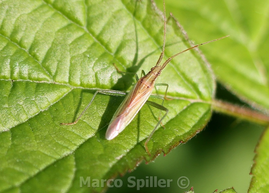 Miridae: Stenodema laevigata della Lombardia (MI)